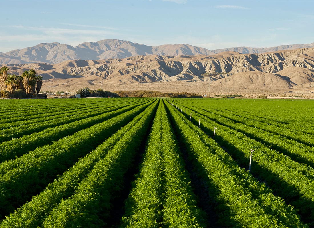 El Centro, CA - Scenic View of Crops Growing on a Farm with Mountains in the Distance in El Centro California on a Sunny Day